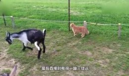 小羊妈妈爆料视频,揭秘育儿日常与温馨瞬间